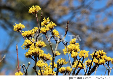The golden flowers of Sanshuyu are dazzling in the blue sky The golden flowers of Sanshuyu are dazzling in the blue sky 73237692