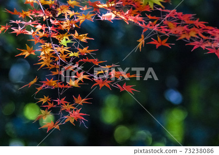楓樹變成紅色的十一月 楓樹變成紅色的十一月 73238086