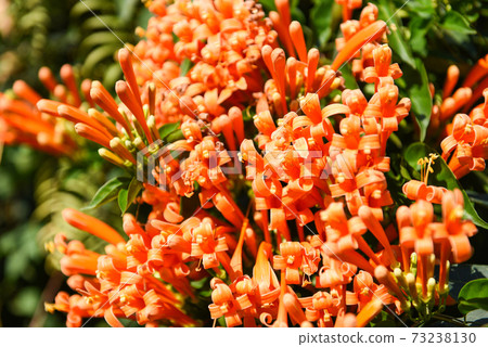 Orange flower on tree in the garden, beautiful orange trumpet flowers Pyrostegia venusta. 73238130