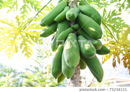 Papaya on tree in the organic green papaya garden plant agriculture for food. Papaya on tree in the organic green papaya garden plant agriculture for food. 73238131