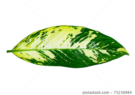 Leaves Calathea ornata pin stripe background White Isolate 73238984