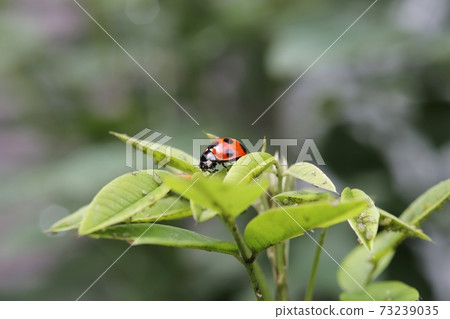 Coccinella septempunctata and aphid in Hagi leaf Coccinella septempunctata and aphid in Hagi leaf 73239035