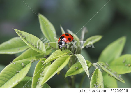 Coccinella septempunctata and aphid in Hagi leaf 73239036