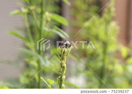 A lady beetle perched on a hagi bud 73239237