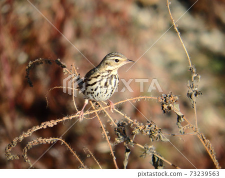 Olive-backed pipit in the grassland on the edge of the Umeda River Olive-backed pipit in the grassland on the edge of the Umeda River 73239563