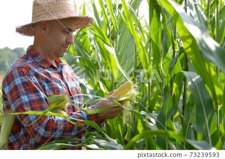 Middle age caucasian Farmer hold fresh organic corn cobs in his hands somewhere in Ukraine. Harvest care concept 73239593