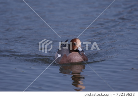 Hydrigam to swim 73239628