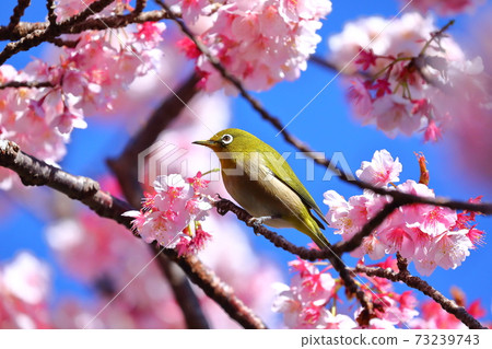 Atami Plum Garden Atami Cherry Blossom White-eye Atami Plum Garden Atami Cherry Blossom White-eye 73239743