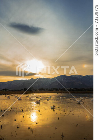 北阿爾卑斯山和黃昏的天鵝 73239778