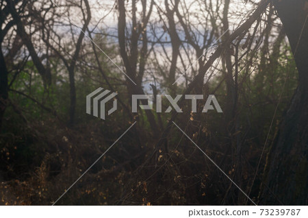 Bur-cucumber in a wooded area 73239787