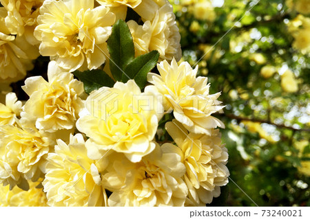 Lady Banks' rose flower 1 Lady Banks' rose flower 1 73240021