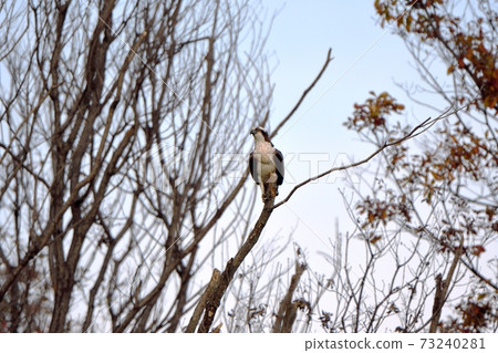 Osprey staying on a branch Osprey staying on a branch 73240281