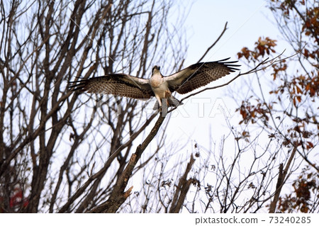 Osprey staying on a branch 73240285