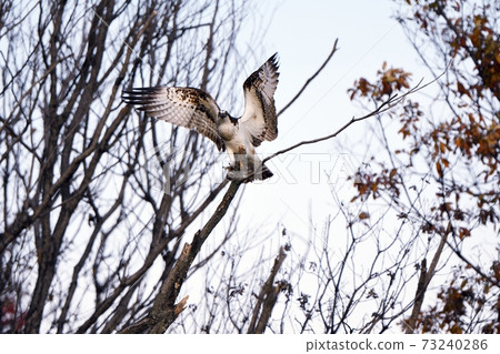 Osprey staying on a branch Osprey staying on a branch 73240286