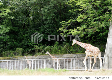 麒麟來來去去 73240353