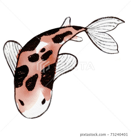 Watercolor sketch red Koi - japanese amur carp. Isolated on white background Watercolor sketch red Koi - japanese amur carp. Isolated on white background 73240401
