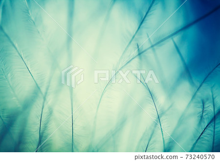 plumage background 73240570