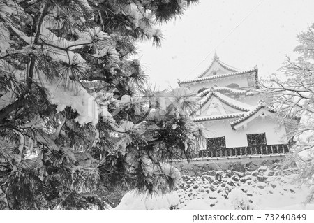 彥根城和戴雪的松樹 73240849