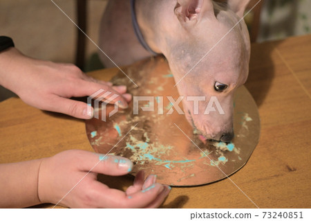 American hairless naked terrier eating cake for his birthday American hairless naked terrier eating cake for his birthday 73240851