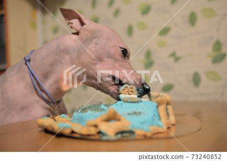 American hairless naked terrier eating cake for his birthday American hairless naked terrier eating cake for his birthday 73240852