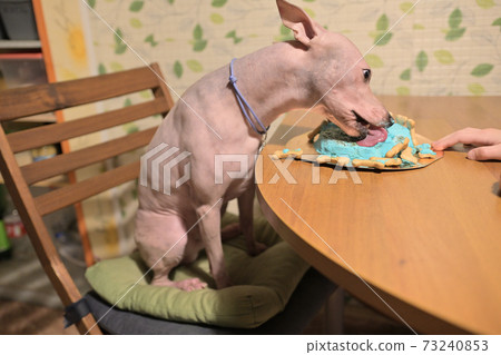 American hairless naked terrier eating cake for his birthday American hairless naked terrier eating cake for his birthday 73240853