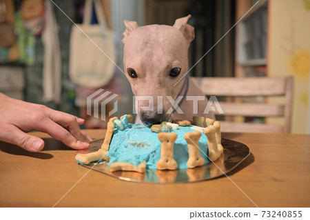 American hairless naked terrier eating cake for his birthday American hairless naked terrier eating cake for his birthday 73240855