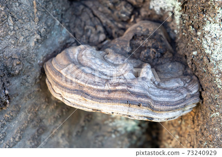A monkey stool on the trunk of a cherry tree seen from above (Polyporaceae) 73240929