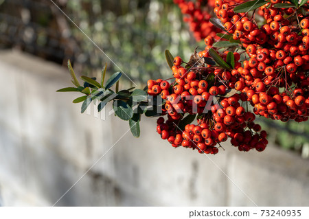 Red fruits of Nanten planted along the road 73240935