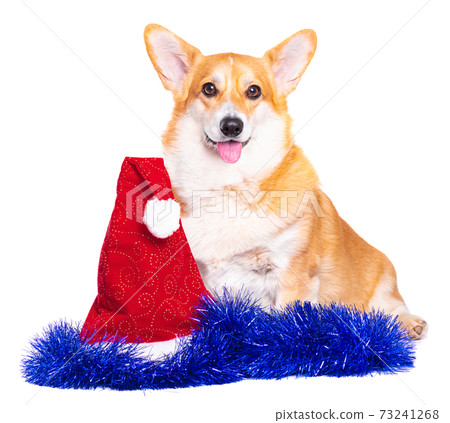 Smiling Pembroke Welsh Corgi puppy with red santa hat 73241268