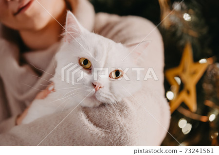 Woman holds and strokes white furry cat near Christmas tree. Domestic pet enjoys affection and 73241561