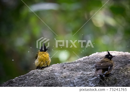 Black-crested bulbul (Pycnonotus flaviventris) Black-crested bulbul (Pycnonotus flaviventris) 73241765