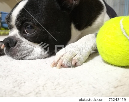Dog and tennis ball Dog and tennis ball 73242459