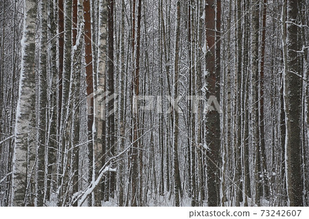 Background of the winter forest 73242607