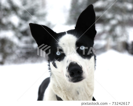 Portrait of a Siberian husky sled dog 73242617