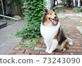 Sheltie 73243090