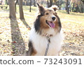 Sheltie 73243091