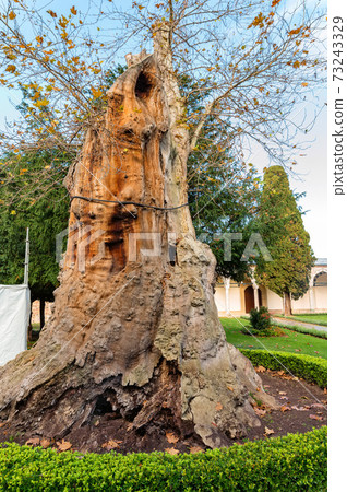 Close up of millenial platanus in autumn with fallen leaves 73243329
