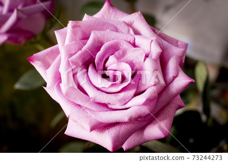 Lilac rose on black background Lilac rose on black background 73244273