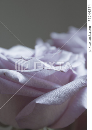 Lilac rose on black background Lilac rose on black background 73244274