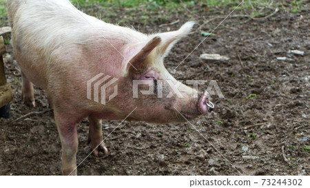 Rural pig in a muddy field 73244302