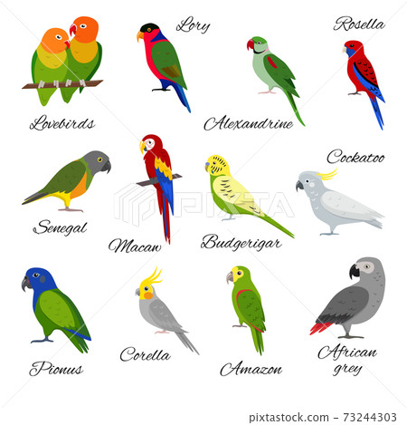 Colorful set of parrot icons Colorful set of parrot icons 73244303