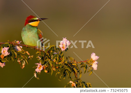 European bee-eater sitting on blooming branch in summer European bee-eater sitting on blooming branch in summer 73245075