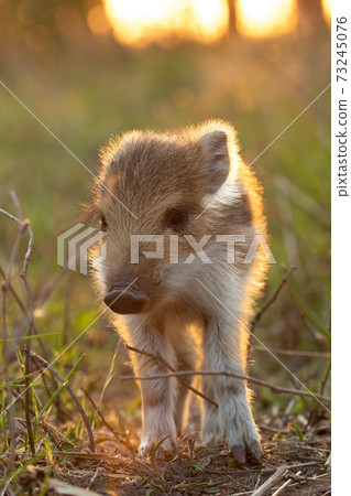 Lovely young wild boar piglet standing on field at sunset 73245076