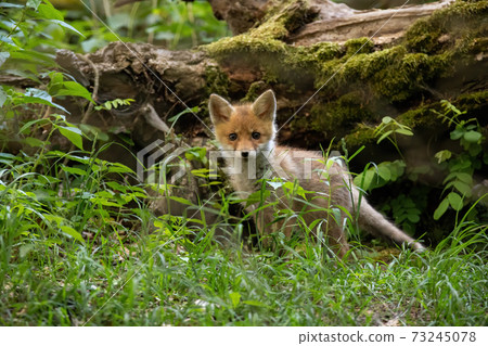 Little red fox cub standing in forest in summer nature 73245078