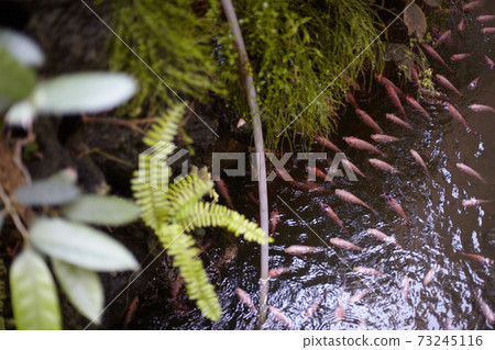 A pond with a lot of fish A pond with a lot of fish 73245116