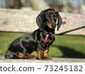 beautiful dachshund puppy sitting in the park on a sunny day 73245182