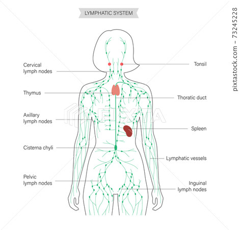 Lymphatic system concept 73245228