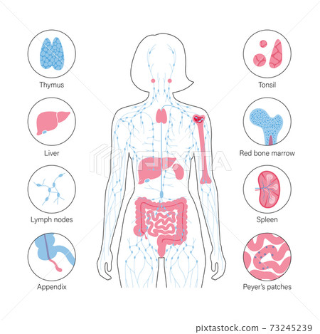 Lymphatic system concept Lymphatic system concept 73245239