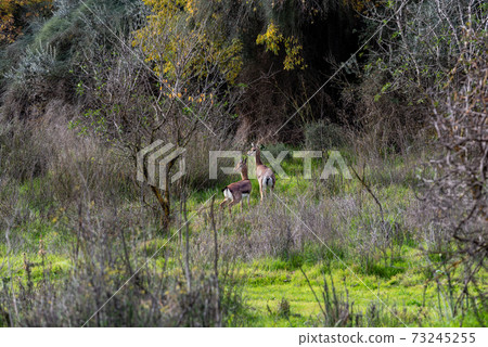 The gerenuk between the plants in the savannah 73245255