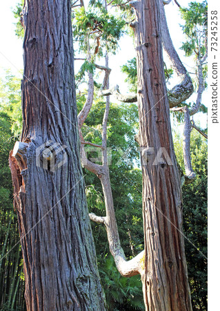 Lobocedrus decurrens torr., Rare plants in the parks of Opatija, Kvarner bay, Croatia Lobocedrus decurrens torr., Rare plants in the parks of Opatija, Kvarner bay, Croatia 73245258
